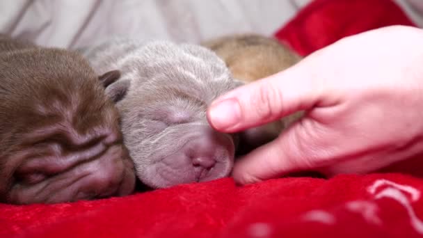 新生儿的沙皮狗幼崽休息 — 图库视频影像