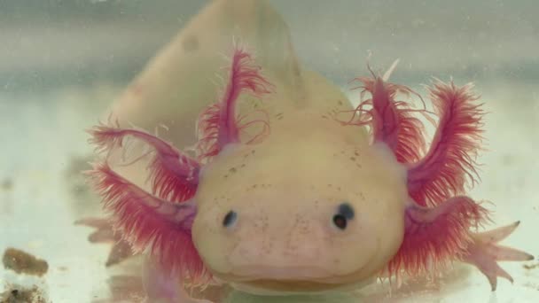 Axolotl两栖动物脸和吉尔细节 — 图库视频影像