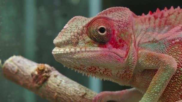 Chamäleon-Reptil bewegt Augen — Stockvideo