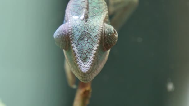 Chamäleon tarnt Reptil auf einem Ast — Stockvideo