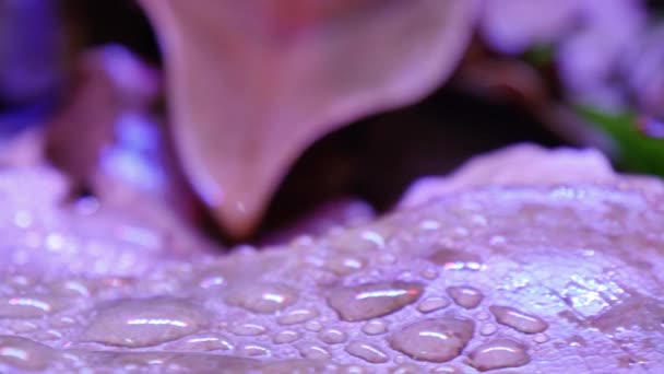 Veleno d'oro Terribilis dardo rana anfibia — Video Stock