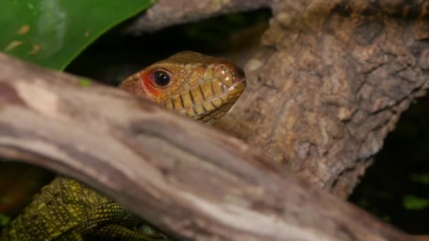 Reptilien Gesicht und schwarze Zunge Nahaufnahme — Stockvideo