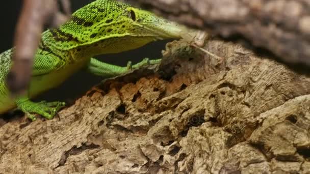 Varanus Prasinus Caza de reptiles — Vídeo de stock