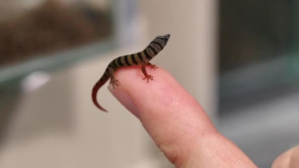 Sphaerodactylus Elegans Gecko réptil Closeup — Vídeo de Stock