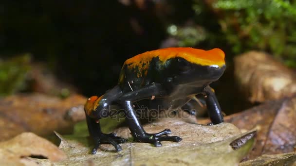 Jahodová Pralesnička azurová žába Dendrobates Pumilio — Stock video