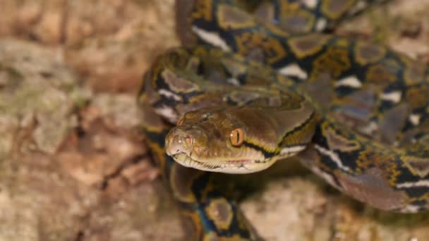 Dangerous Reticulated Python Snake Smelling — Stock Video