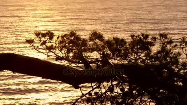 Gouden wateren achter de Pines bij zonsopgang — Stockvideo