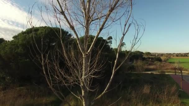 Deciduous Tree without Leaves in Winter Aerial View — Stock Video