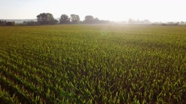 Büyük Mısır alanları tarım arazileri gündoğumu