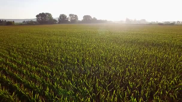 Terras agrícolas de campos de milho grande ao nascer do sol — Vídeo de Stock