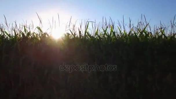 Grote graan velden landbouwgrond bij zonsopgang — Stockvideo