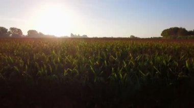 Büyük Mısır alanları tarım arazileri gündoğumu