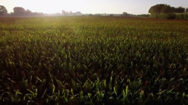 Büyük Mısır alanları tarım arazileri gündoğumu