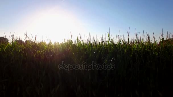 日の出の素晴らしいトウモロコシ フィールド農地 — ストック動画