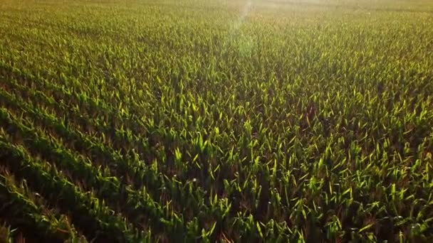 Great Corn Fields Terreno agricolo all'alba — Video Stock