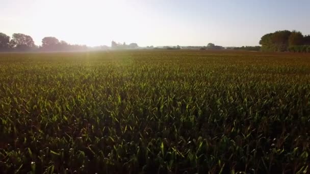 Große Maisfelder Ackerland bei Sonnenaufgang — Stockvideo