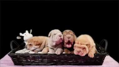 Sepet içinde dört yeni doğan Shar Pei köpek yavrusu. Poz ve stüdyoda dinlenme şirin Shar Pei kukla. Buruşuk küçük şirin köpek. Köpek bab portre.