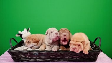 Dört yeni doğan Shar Pei köpek yavrusu bir sepet yeşil ekran. Poz ve stüdyoda dinlenme şirin Shar Pei kukla. Buruşuk küçük sevimli köpekler için chroma anahtar. Köpek bab portre.