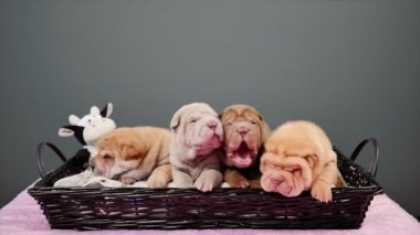 Sepet içinde dört yeni doğan Shar Pei köpek yavrusu. Poz ve stüdyoda dinlenme şirin Shar Pei kukla. Buruşuk küçük şirin köpek. Köpek bab portre.