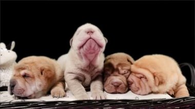 Sepet içinde dört yeni doğan Shar Pei köpek yavrusu. Poz ve stüdyoda dinlenme şirin Shar Pei kukla. Buruşuk küçük şirin köpek. Köpek bab portre.