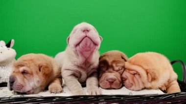 Dört yeni doğan Shar Pei köpek yavrusu bir sepet yeşil ekran. Poz ve stüdyoda dinlenme şirin Shar Pei kukla. Buruşuk küçük sevimli köpekler için chroma anahtar. Köpek bab portre.
