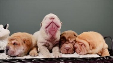 Sepet içinde dört yeni doğan Shar Pei köpek yavrusu. Poz ve stüdyoda dinlenme şirin Shar Pei kukla. Buruşuk küçük şirin köpek. Köpek bab portre.
