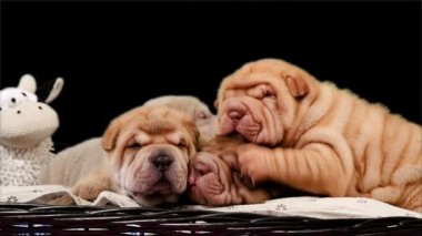 Sepet içinde dört yeni doğan Shar Pei köpek yavrusu. Poz ve stüdyoda dinlenme şirin Shar Pei kukla. Buruşuk küçük şirin köpek. Köpek bab portre.