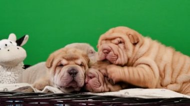Dört yeni doğan Shar Pei köpek yavrusu bir sepet yeşil ekran. Poz ve stüdyoda dinlenme şirin Shar Pei kukla. Buruşuk küçük sevimli köpekler için chroma anahtar. Köpek bab portre.