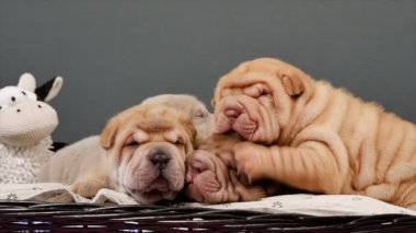 Sepet içinde dört yeni doğan Shar Pei köpek yavrusu. Poz ve stüdyoda dinlenme şirin Shar Pei kukla. Buruşuk küçük şirin köpek. Köpek bab portre.