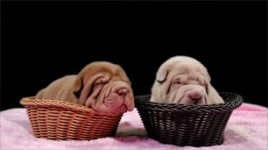 İki yeni doğan Shar Pei köpek Pups içinde poz ve stüdyoda dinlenme Basket.Cute Shar Pei yavru köpekler. Buruşuk küçük şirin köpek. Köpek bab portre.