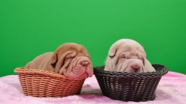İki yeni doğan Shar Pei köpek Pups içinde poz ve stüdyoda oturan bir sepet yeşil Screen.Cute Shar Pei kukla. Buruşuk küçük sevimli köpekler için chroma anahtar. Köpek bab portre.