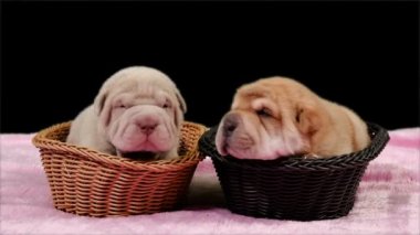 İki yeni doğan Shar Pei köpek Pups içinde poz ve stüdyoda dinlenme Basket.Cute Shar Pei yavru köpekler. Buruşuk küçük şirin köpek. Köpek bab portre.