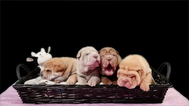 Sepet Içinde Dört Yeni Doğan Shar Pei Köpek Yavrusu Poz — Stok video