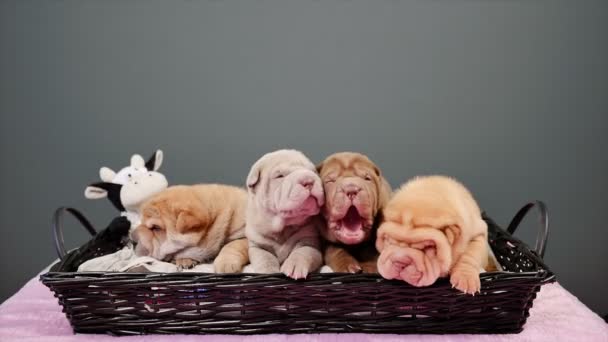 Quatro Cachorros Recém Nascidos Shar Pei Uma Cesta Bonito Shar — Vídeo de Stock