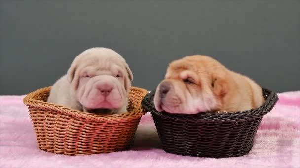 新生児 Shar Pei Basket Cute シャーペイ子犬のポーズとスタジオで休憩します しわの小さなかわいい犬 犬の排便のクローズ アップ — ストック動画