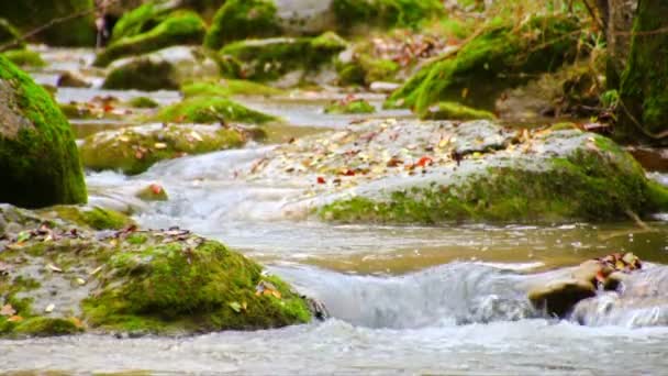 蜿蜒的小河瀑布在秋天集中 地中海河瀑布在秋天 美丽和可怕的蜿蜒小溪 在秋天的雨下 强大而蜿蜒的溪流 Garrotxa 的自然景观 赫罗纳 — 图库视频影像
