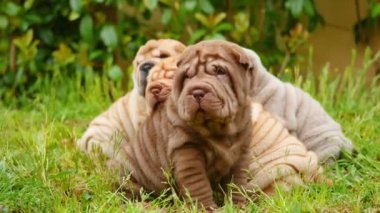 Shar Pei kukla bahçede oynarken. Şirin shar pei bebek köpek bahçede. Buruşuk küçük sevimli köpek yavruları.