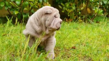 Shar Pei kukla bahçede oynarken. Şirin shar pei bebek köpek bahçede. Buruşuk küçük sevimli köpek yavruları.