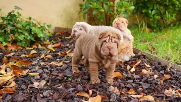 Shar Pei Puppies Playing Garden Cute Shar Pei Baby Dogs — Stock Video