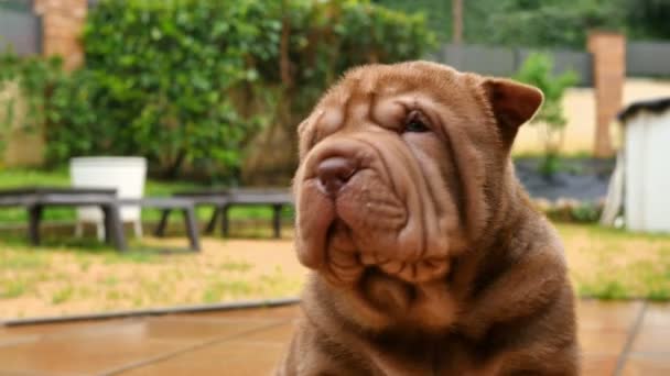 Šarpej Čokoládové Štěně Zblízka Cute Shar Pei Pes Zahradě Vrásčitá — Stock video