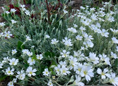 Beyaz yeşil çimen çiçek 