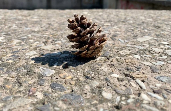 Brown Fire Cone Close — Stock Photo, Image