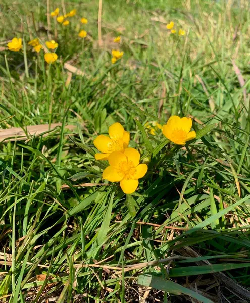 Fiori Gialli Erba Verde — Foto Stock