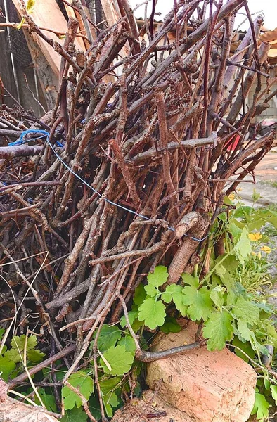 Ein Bündel Brennholz Aus Nächster Nähe — Stockfoto