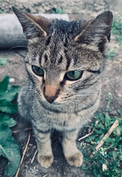 Listrado Gato Cinza Perto — Fotografia de Stock