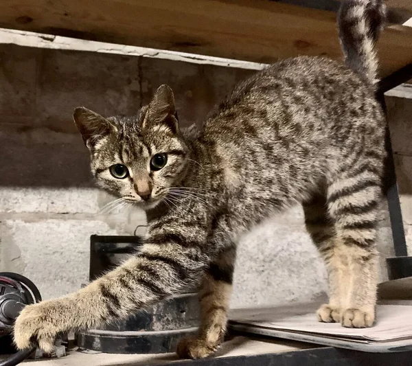 Tabby Γάτα Τεντώνεται Όμορφη — Φωτογραφία Αρχείου