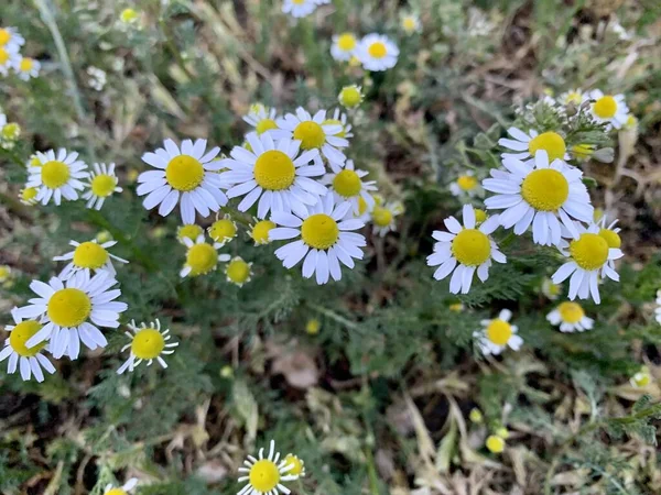 Daisies Ground — Stock Photo, Image