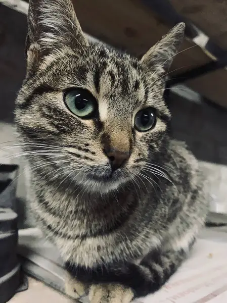 Tabby Kot Patrzy Bokiem — Zdjęcie stockowe