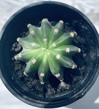 Topraktaki yeşil kaktüs 