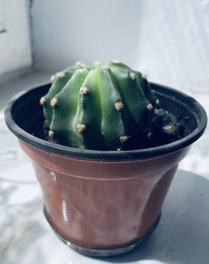 Topraktaki yeşil kaktüs 